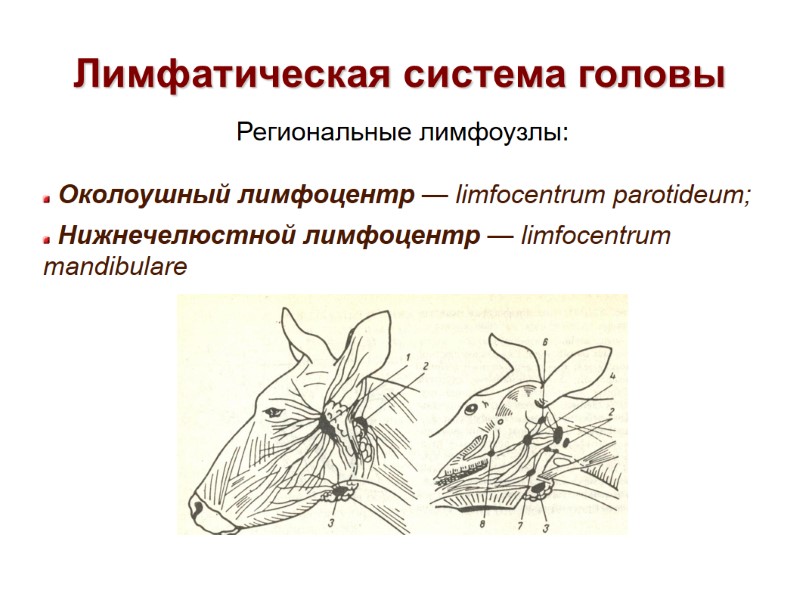 Лимфатическая система головы Региональные лимфоузлы: Околоушный лимфоцентр — limfocentrum parotideum; Нижнечелюстной Лимфатическая система головы Региональные лимфоузлы: Околоушный лимфоцентр — limfocentrum parotideum; Нижнечелюстной